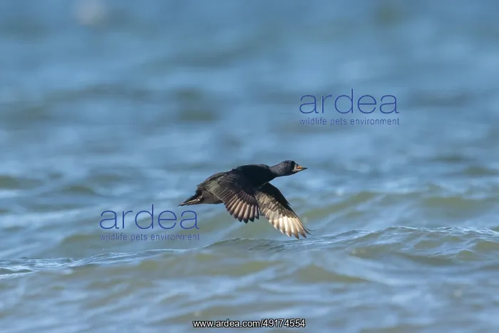 : Common Scoter flight : Common Scoter flight