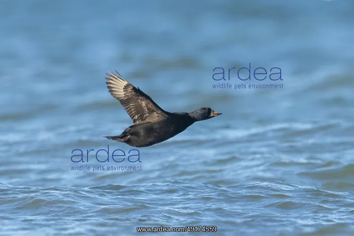: Common Scoter flight : Common Scoter flight