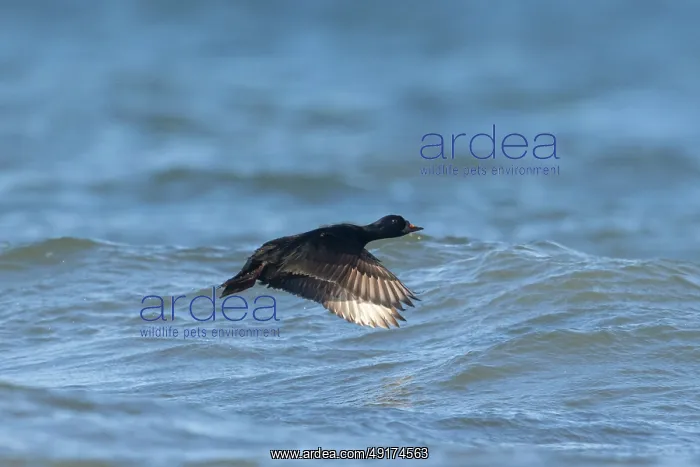 : Common Scoter flight : Common Scoter flight