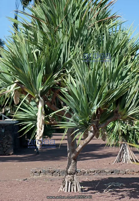 : Common Screwpine : Common Screwpine