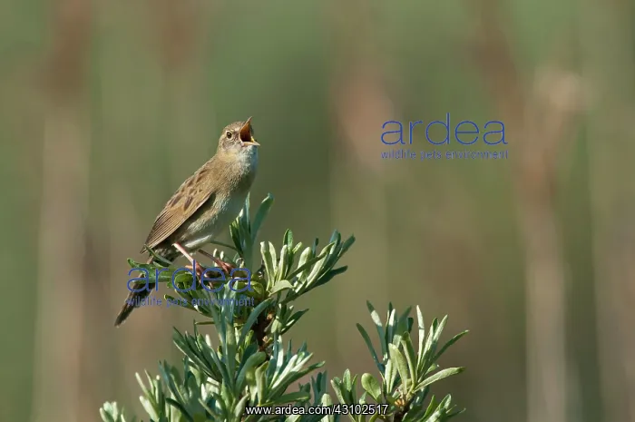 : Common Sea-buckthorn : Common Sea-buckthorn