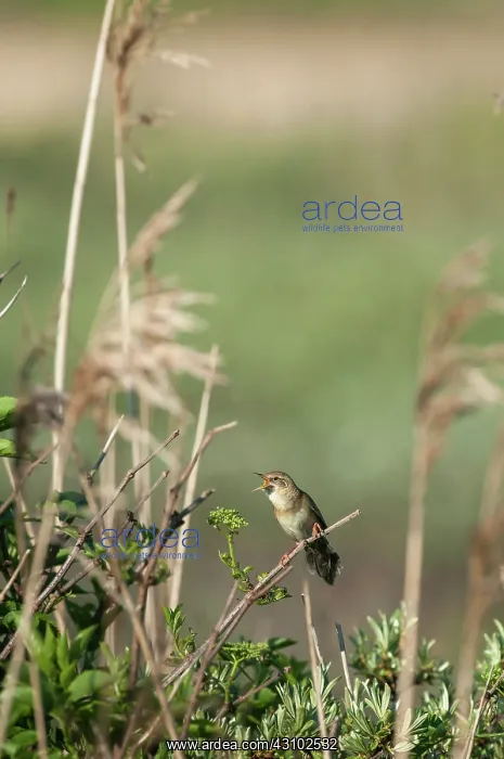 : Common Sea-buckthorn : Common Sea-buckthorn