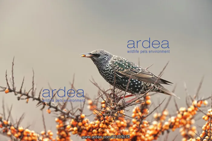 : Common Sea-buckthorn : Common Sea-buckthorn