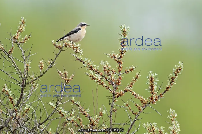 : Common Sea-buckthorn : Common Sea-buckthorn