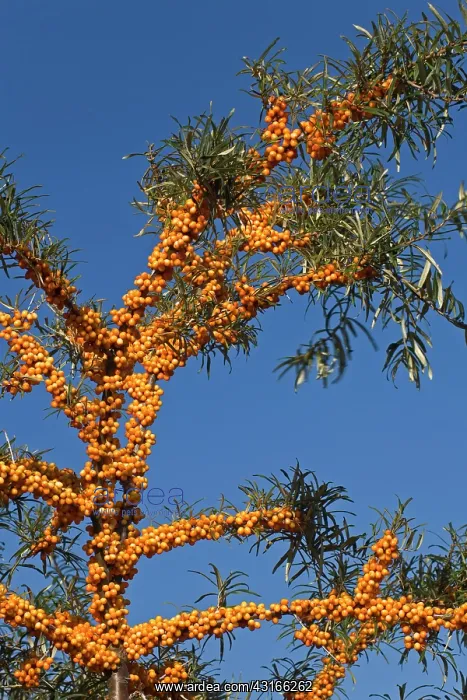 : Common Sea-buckthorn : Common Sea-buckthorn