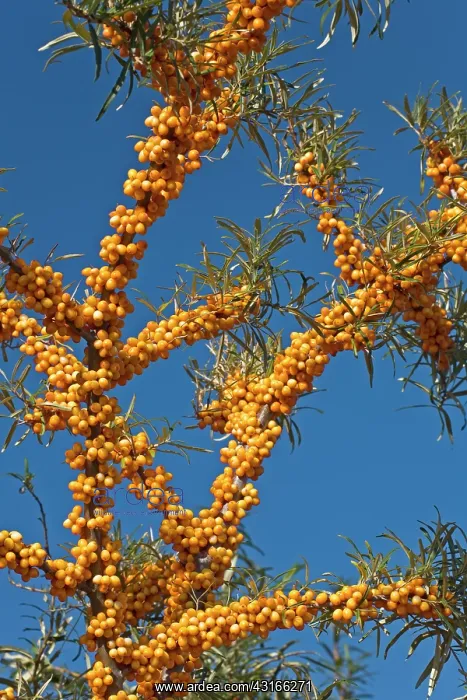 : Common Sea-buckthorn : Common Sea-buckthorn