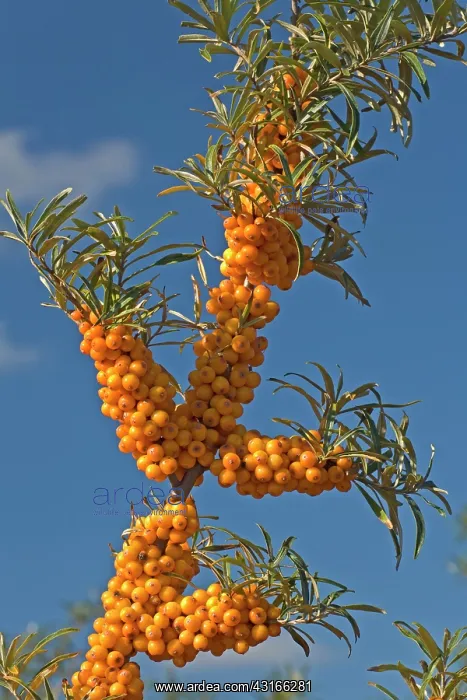 : Common Sea-buckthorn : Common Sea-buckthorn