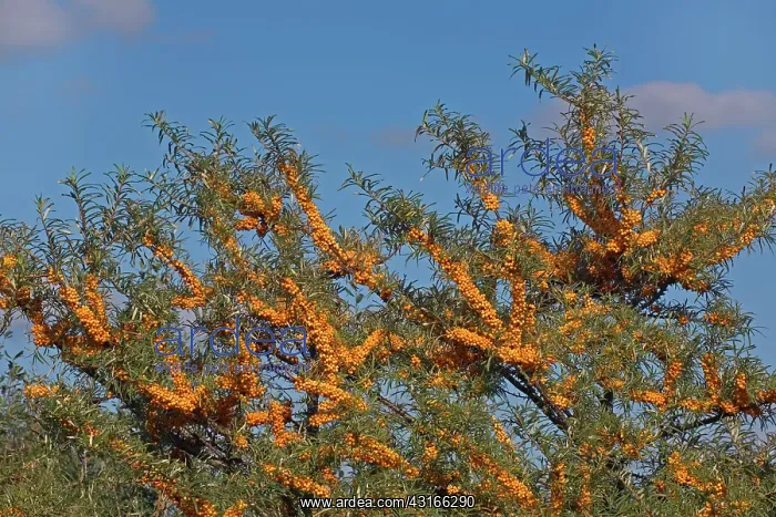 : Common Sea-buckthorn : Common Sea-buckthorn