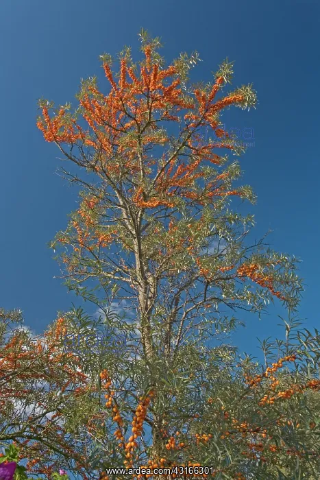 : Common Sea-buckthorn : Common Sea-buckthorn