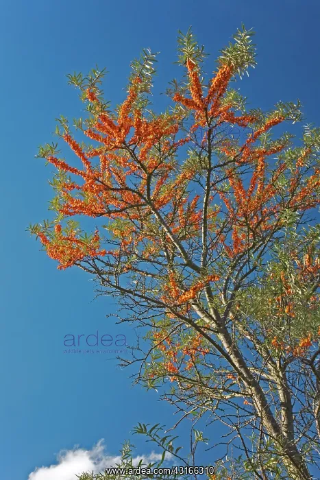 : Common Sea-buckthorn : Common Sea-buckthorn