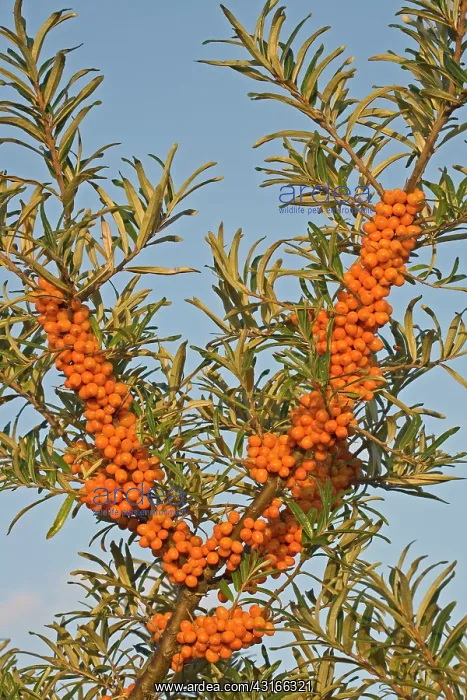  : Common Sea-buckthorn
