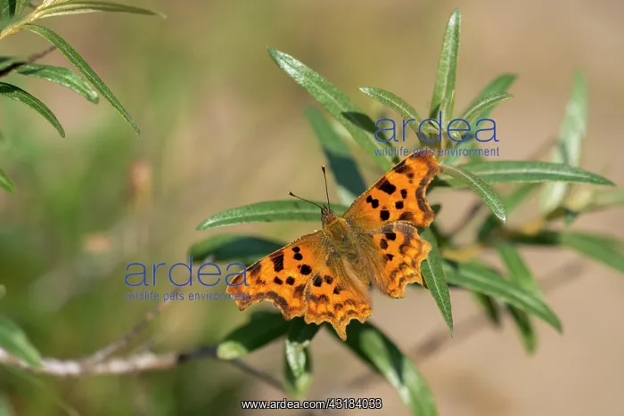  : Common Sea-buckthorn