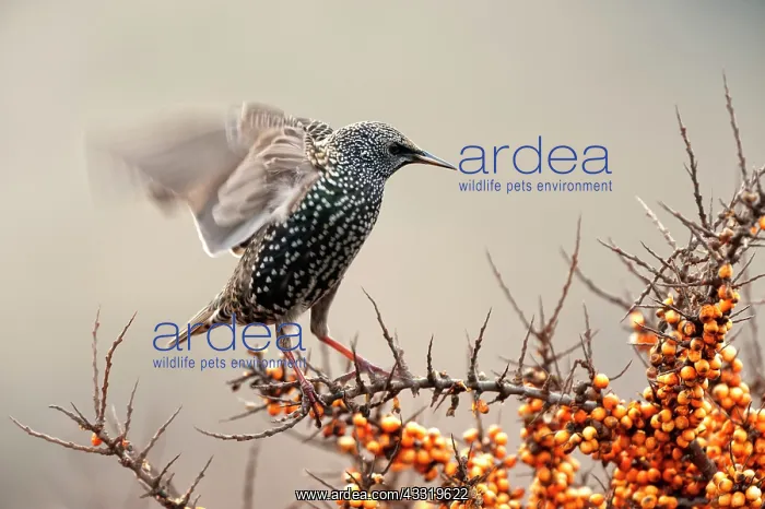 : Common Sea-buckthorn : Common Sea-buckthorn