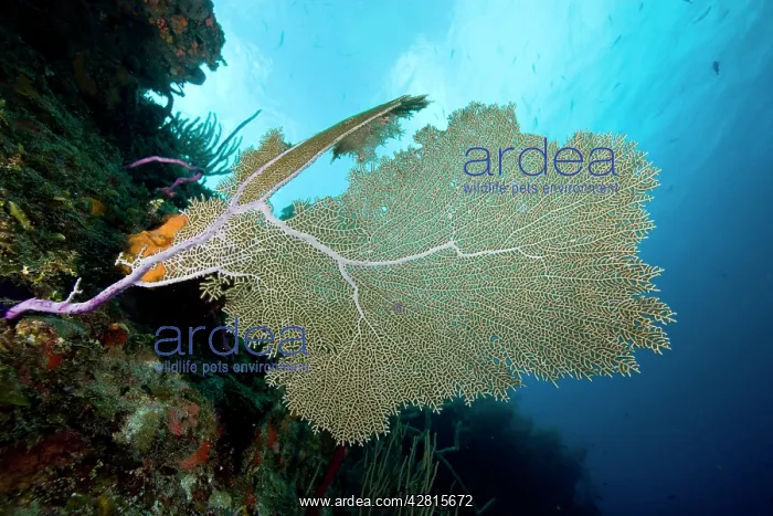 : Common Sea Fan Gorgonia ventalina Santa Lucia Camaguey Cuba : Common Sea Fan Gorgonia ventalina Santa Lucia Camaguey Cuba