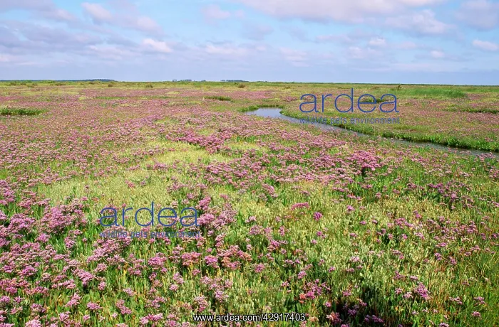 : Common Sea Lavender : Common Sea Lavender