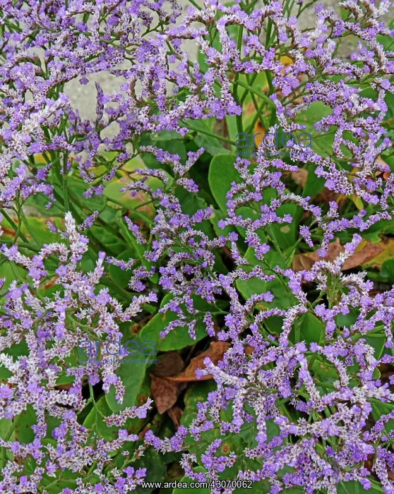 : Common Sea Lavender : Common Sea Lavender