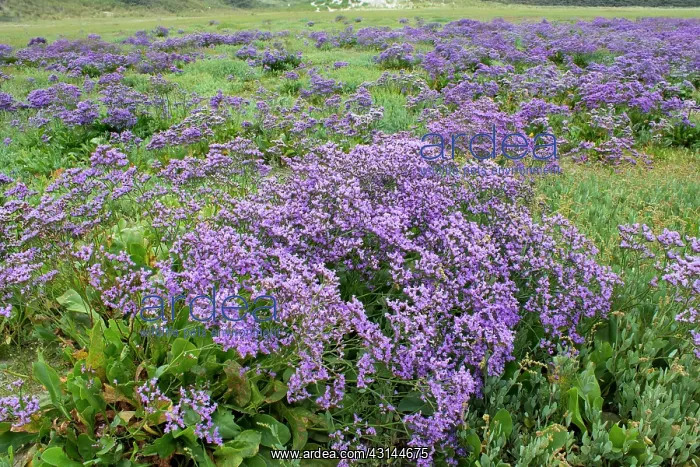 : Common Sea Lavender : Common Sea Lavender