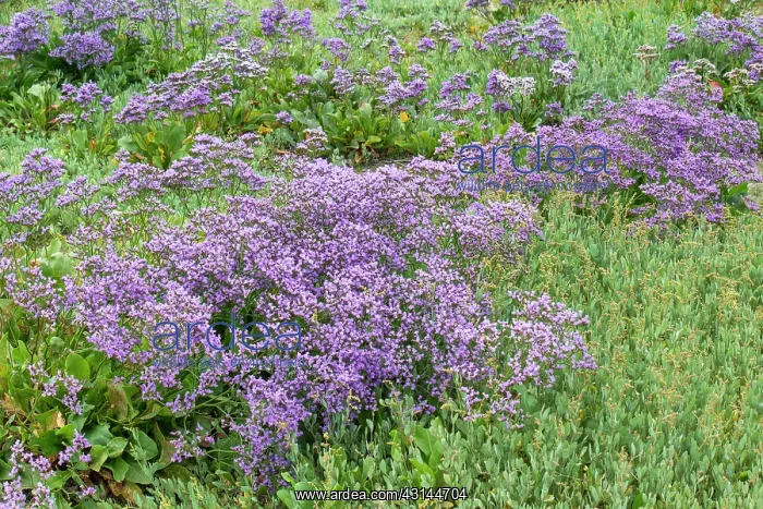 : Common Sea Lavender : Common Sea Lavender