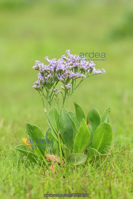 : Common Sea-Lavender - flowering on salt-marsh, Wadden Sea Na : Common Sea-Lavender - flowering on salt-marsh, Wadden Sea Na