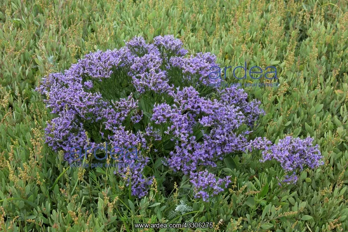 : Common Sea-Lavender - flowering + Wadden Sea national : Common Sea-Lavender - flowering + Wadden Sea national