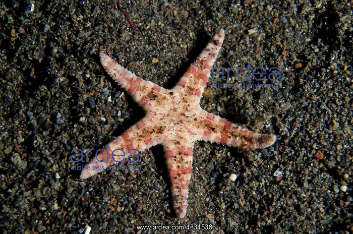 : Common Sea Star - Bintang Divers dive site, Amed : Common Sea Star - Bintang Divers dive site, Amed