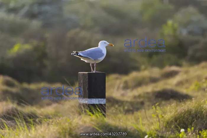 : Common Seagull - perched on post, Island of Texel : Common Seagull - perched on post, Island of Texel