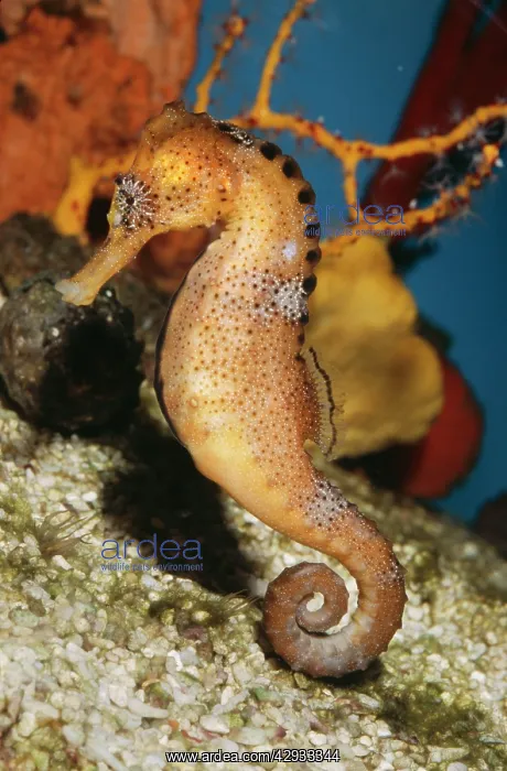 : Common Seahorse : Common Seahorse
