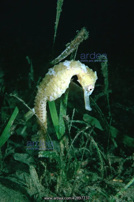 : Common SEAHORSE - male carrying young in pouch : Common SEAHORSE - male carrying young in pouch