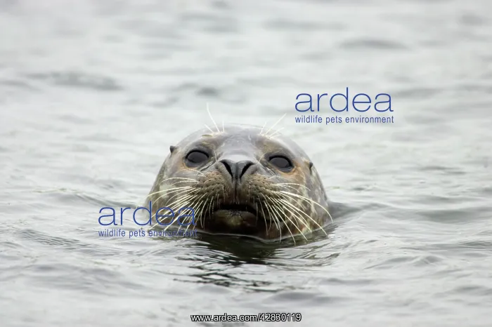 : Common Seal : Common Seal