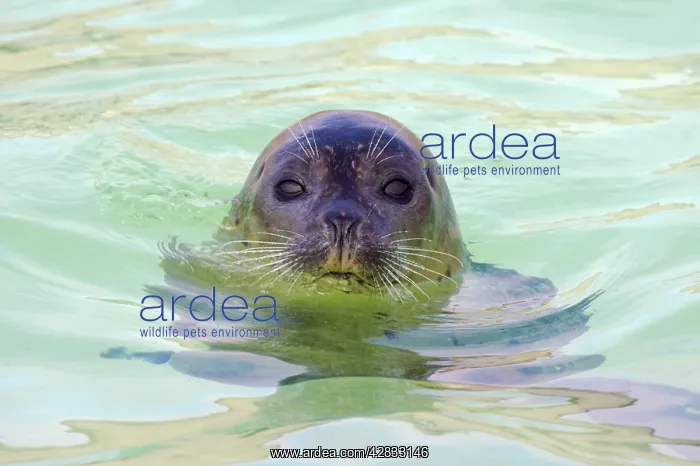 : Common Seal : Common Seal