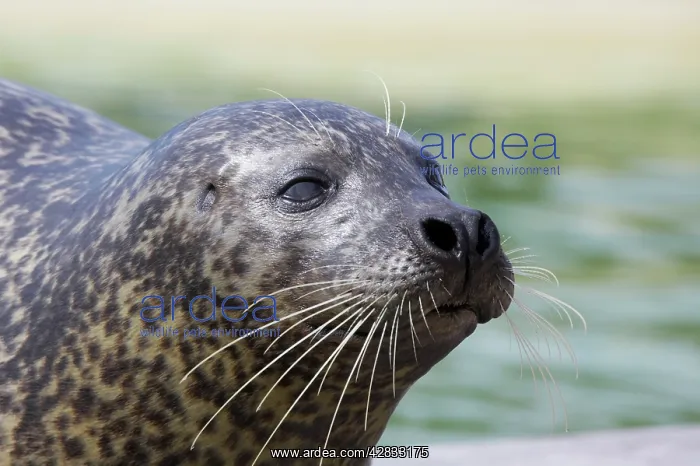 : Common Seal : Common Seal