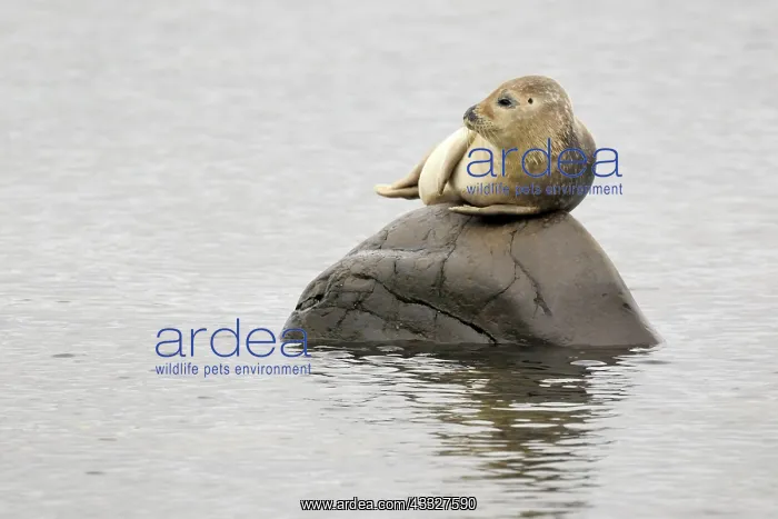 : Common Seal : Common Seal