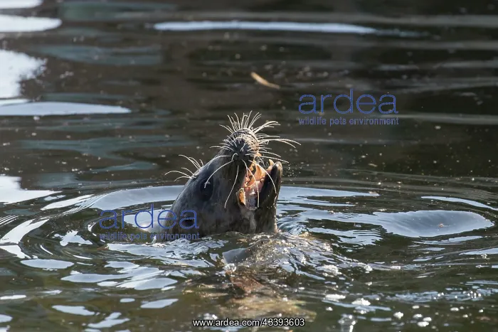 : Common Seal fish : Common Seal fish