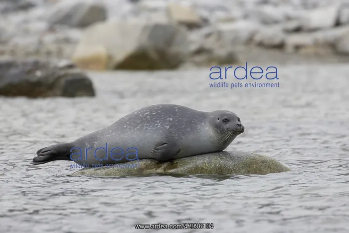 : Common Seal, Harbor Seal - adult seal resting on : Common Seal, Harbor Seal - adult seal resting on