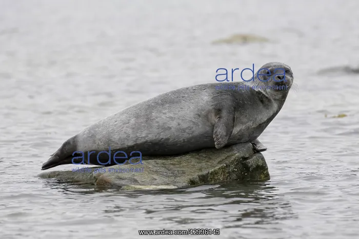 : Common Seal, Harbor Seal - adult seal resting on : Common Seal, Harbor Seal - adult seal resting on