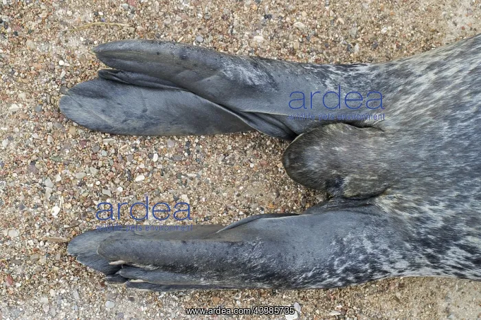 : Common seal, harbour seal (Phoca vitulina), harbor : Common seal, harbour seal (Phoca vitulina), harbor
