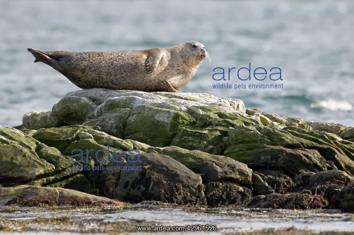 : Common Seal - lying on rock with sea behind : Common Seal - lying on rock with sea behind