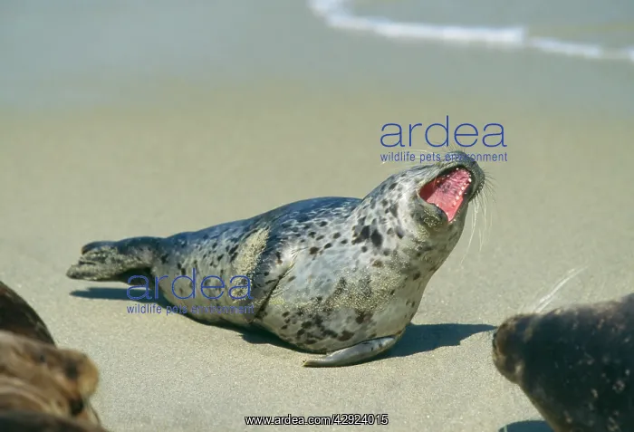 : Common Seal - Lying on sandy beach with mouth open : Common Seal - Lying on sandy beach with mouth open