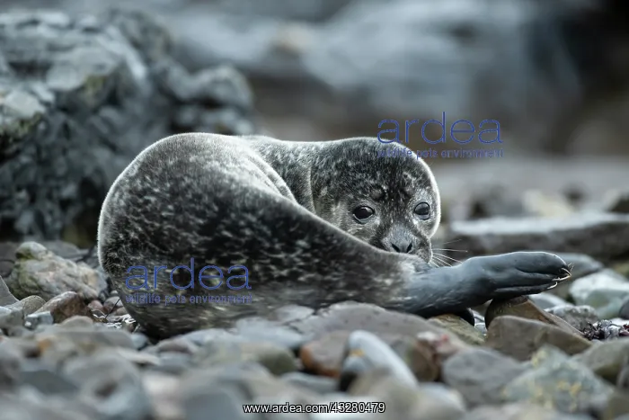 : Common Seal (Phoca vitulina) pup in a Scottish loch : Common Seal (Phoca vitulina) pup in a Scottish loch