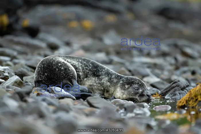 : Common Seal (Phoca vitulina) pup in a Scottish loch : Common Seal (Phoca vitulina) pup in a Scottish loch