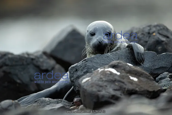 : Common Seal (Phoca vitulina) pup in a Scottish loch : Common Seal (Phoca vitulina) pup in a Scottish loch