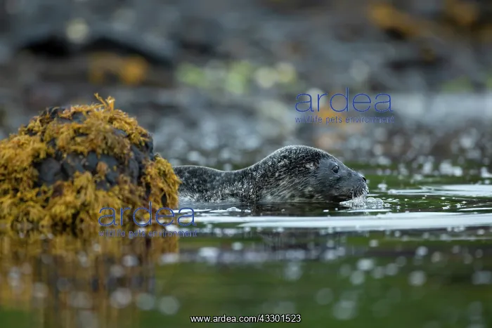 : Common Seal (Phoca vitulina) pup in a Scottish loch : Common Seal (Phoca vitulina) pup in a Scottish loch