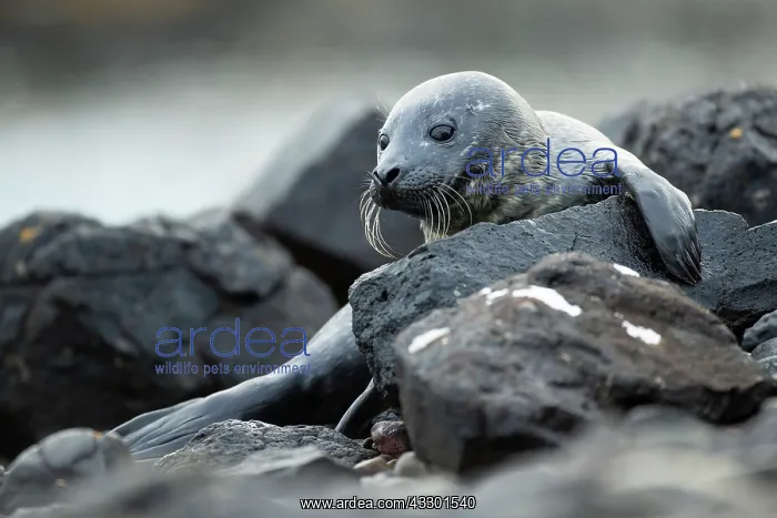 : Common Seal (Phoca vitulina) pup in a Scottish loch : Common Seal (Phoca vitulina) pup in a Scottish loch