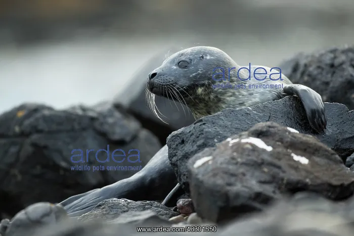 : Common Seal (Phoca vitulina) pup in a Scottish loch : Common Seal (Phoca vitulina) pup in a Scottish loch