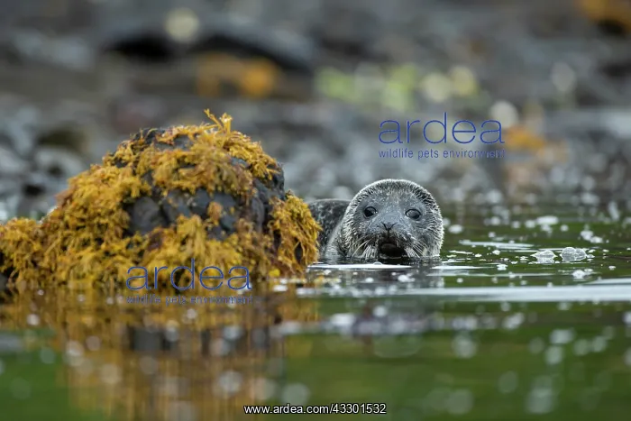 : Common Seal (Phoca vitulina) pup swimming in a Scottish loch : Common Seal (Phoca vitulina) pup swimming in a Scottish loch