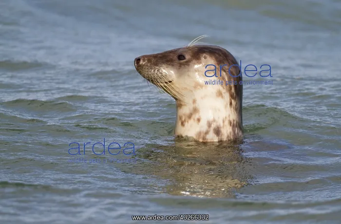 : Common Seal (Phoca vitulina) resting in the wat : Common Seal (Phoca vitulina) resting in the wat