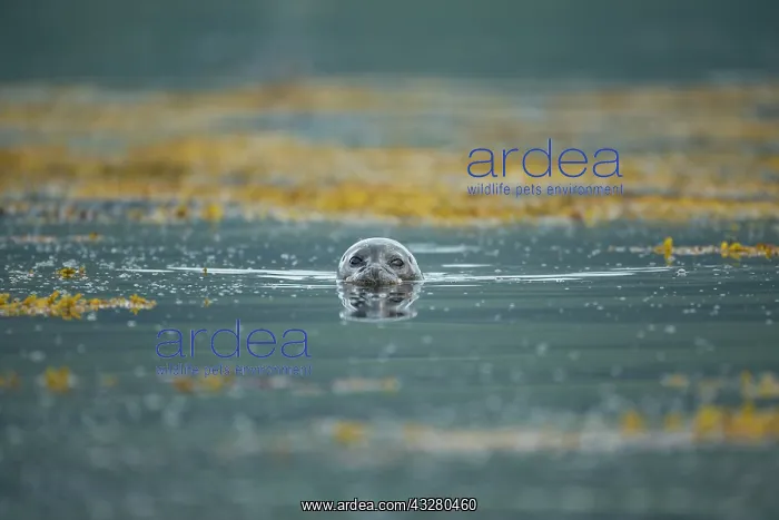 : Common Seal (Phoca vitulina) swimming in a Scottish loch : Common Seal (Phoca vitulina) swimming in a Scottish loch