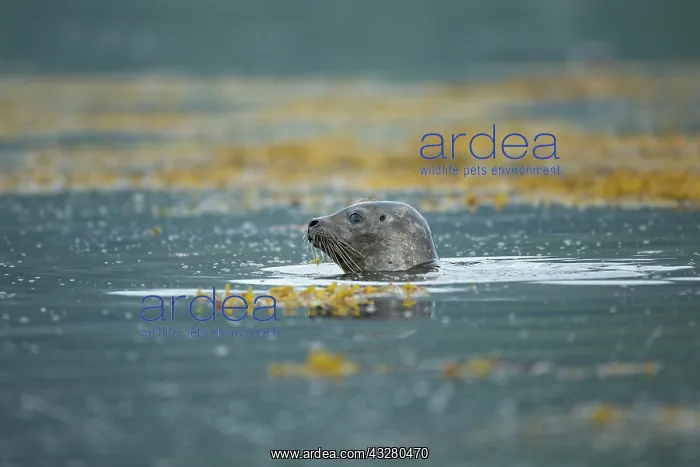 : Common Seal (Phoca vitulina) swimming in a Scottish loch : Common Seal (Phoca vitulina) swimming in a Scottish loch