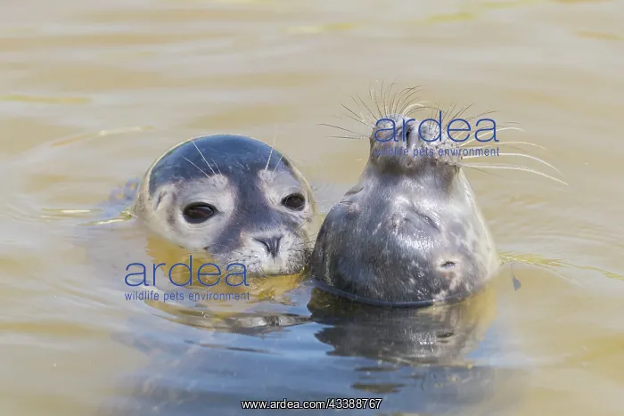 : Common Seal portrait : Common Seal portrait