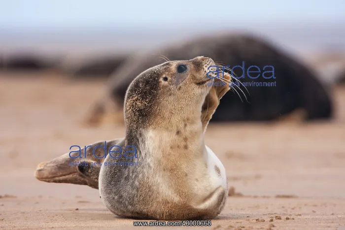 : Common Seal - pup just waking up and taking a : Common Seal - pup just waking up and taking a